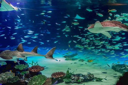 画像:池袋サンシャインシティ水族館