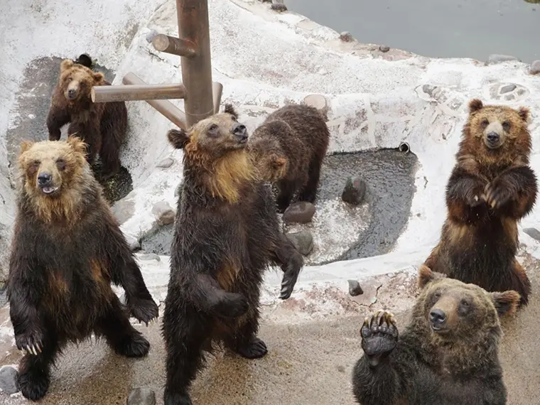 のぼりべつクマ牧場