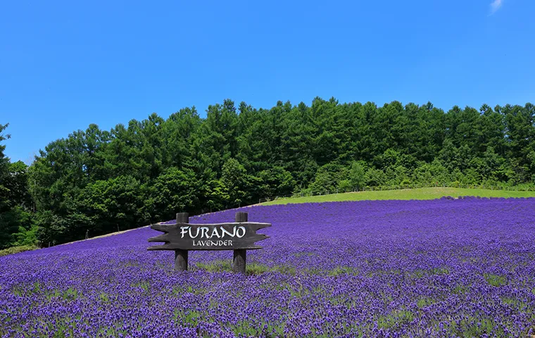富良野