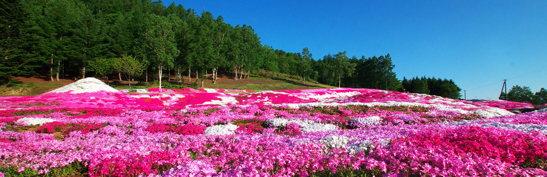 羊蹄山 芝桜