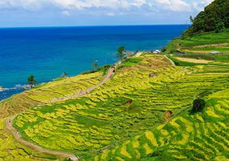 白米千枚田