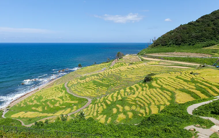 白米千枚田