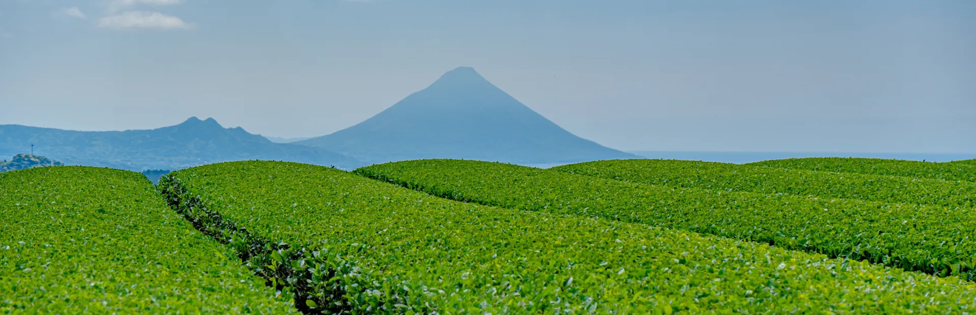 知覧 茶畑 開聞岳