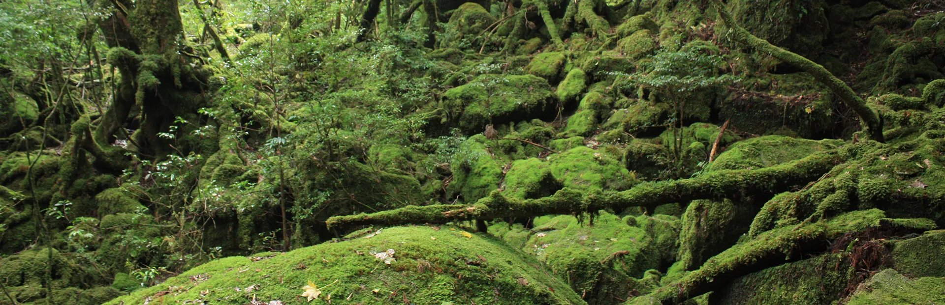 屋久島 もののけの森