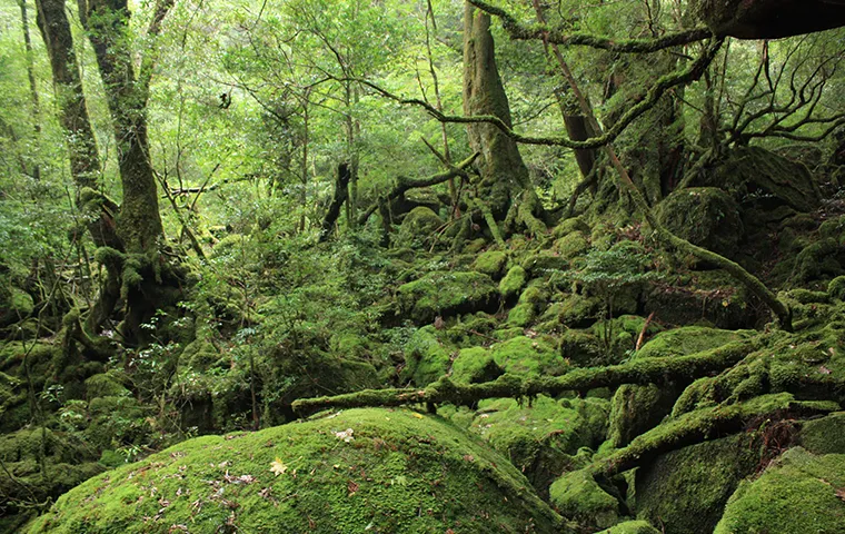 屋久島