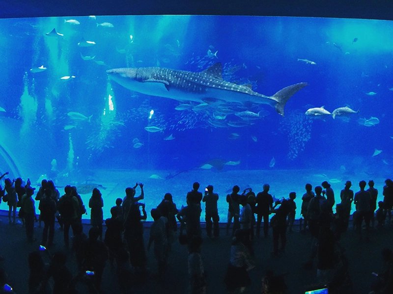 美ら海水族館