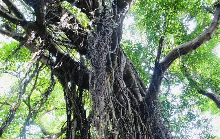 ガンガラーの谷