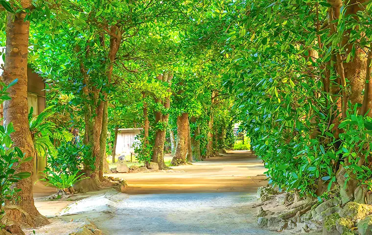 備瀬のフクギ並木