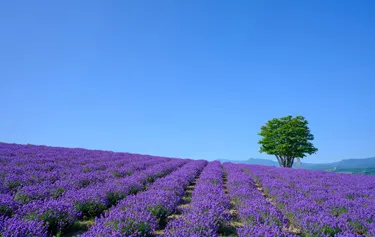 北海道イメージ写真