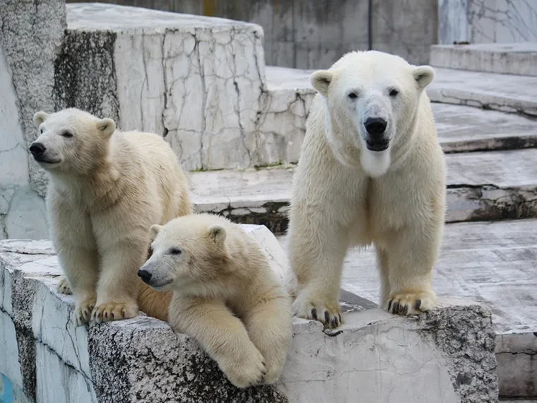 円山動物園