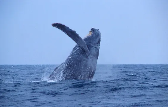 クジラ