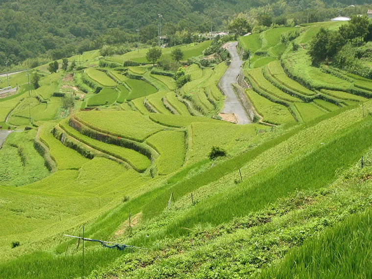 中山千枚田