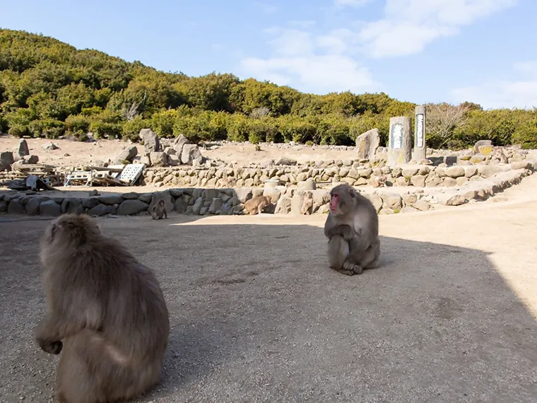 銚子渓 お猿の国
