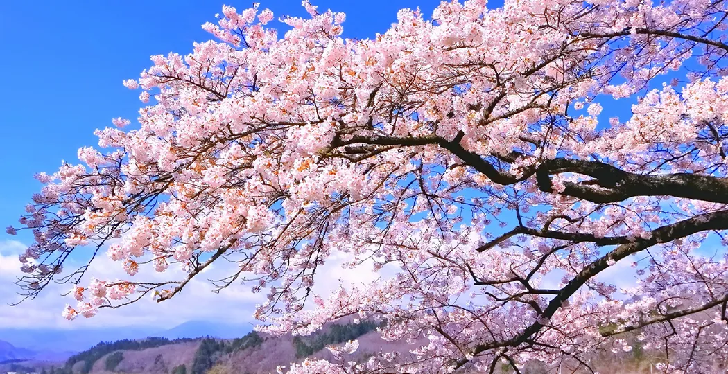 春旅
