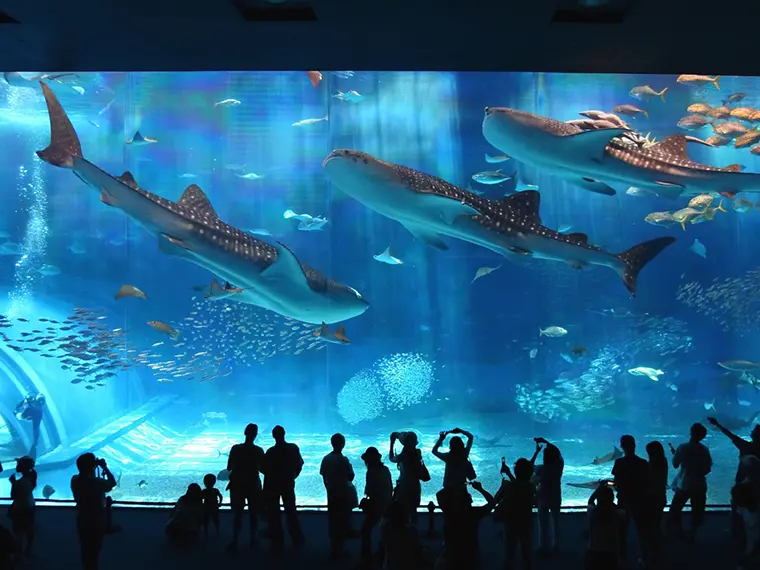 美ら海水族館