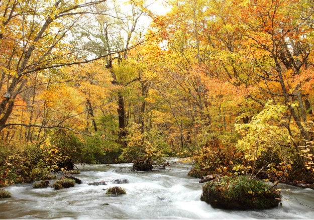 青森県 奥入瀬渓流 紅葉