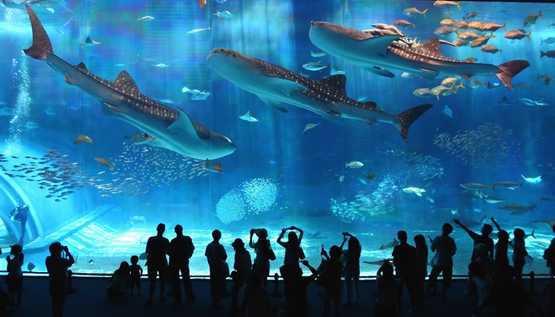 沖縄本島フリープラン！・関東発  2泊3日