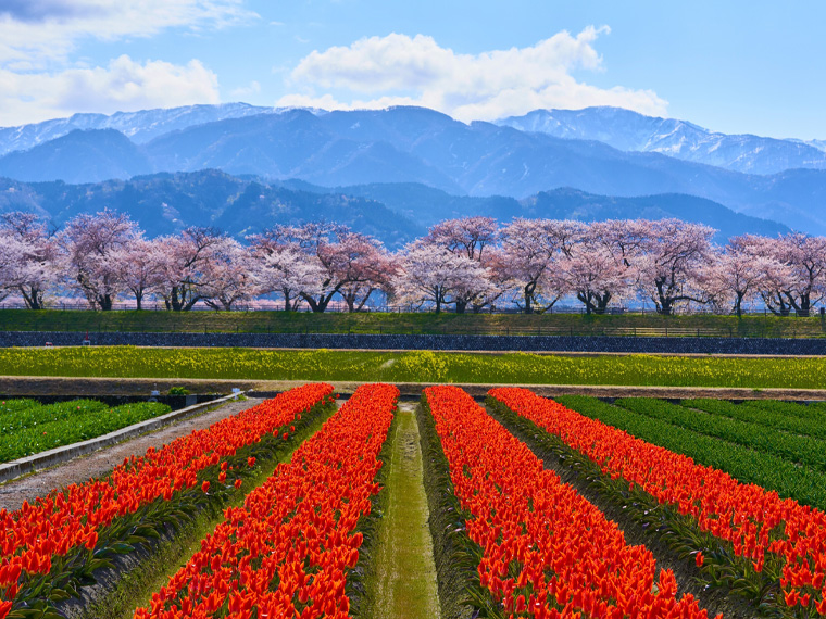 富山フリーチョイス
