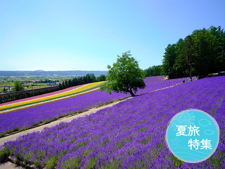 夏旅特集！北海道フリープラン